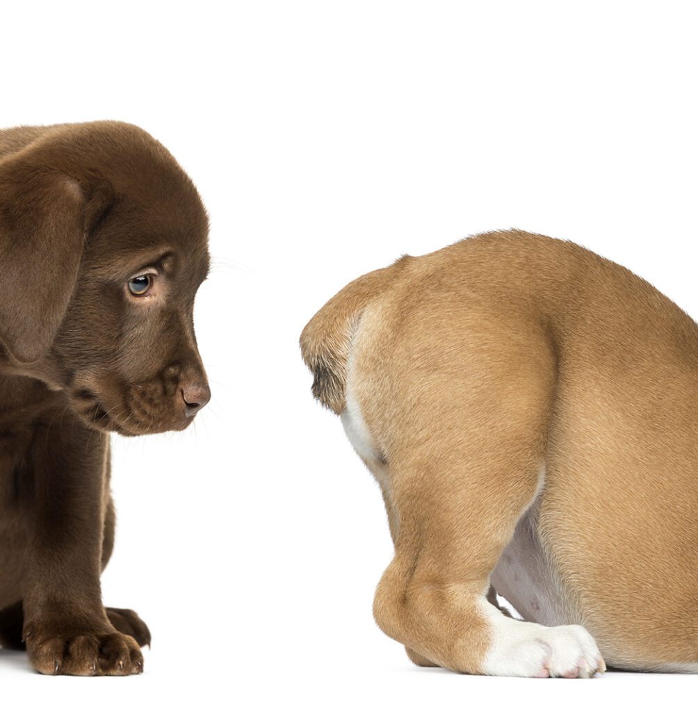 Labrador Retriever Puppy Looking At The Butt Of An English Bulldog And Puppy, Isolated On White