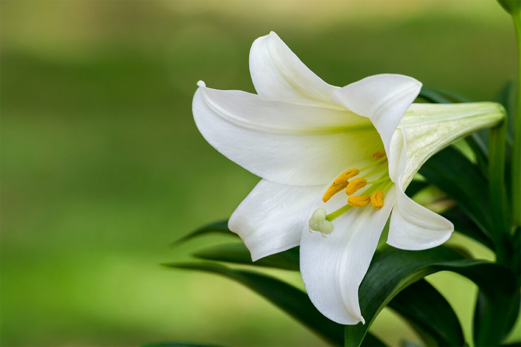 Easter Lily