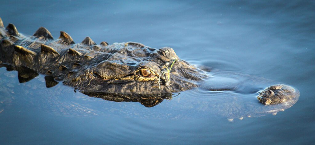 Alligator