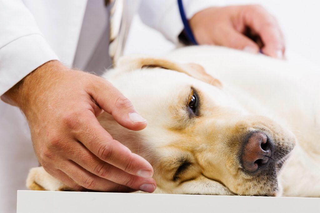 Sick Dog