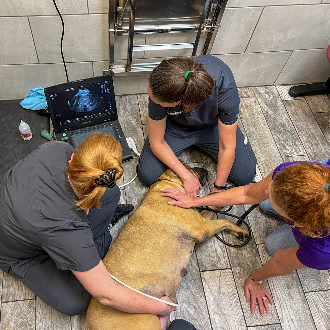 Pet ultrasounds, puppy gestational age in Lakeland Fl and Auburndale Fl