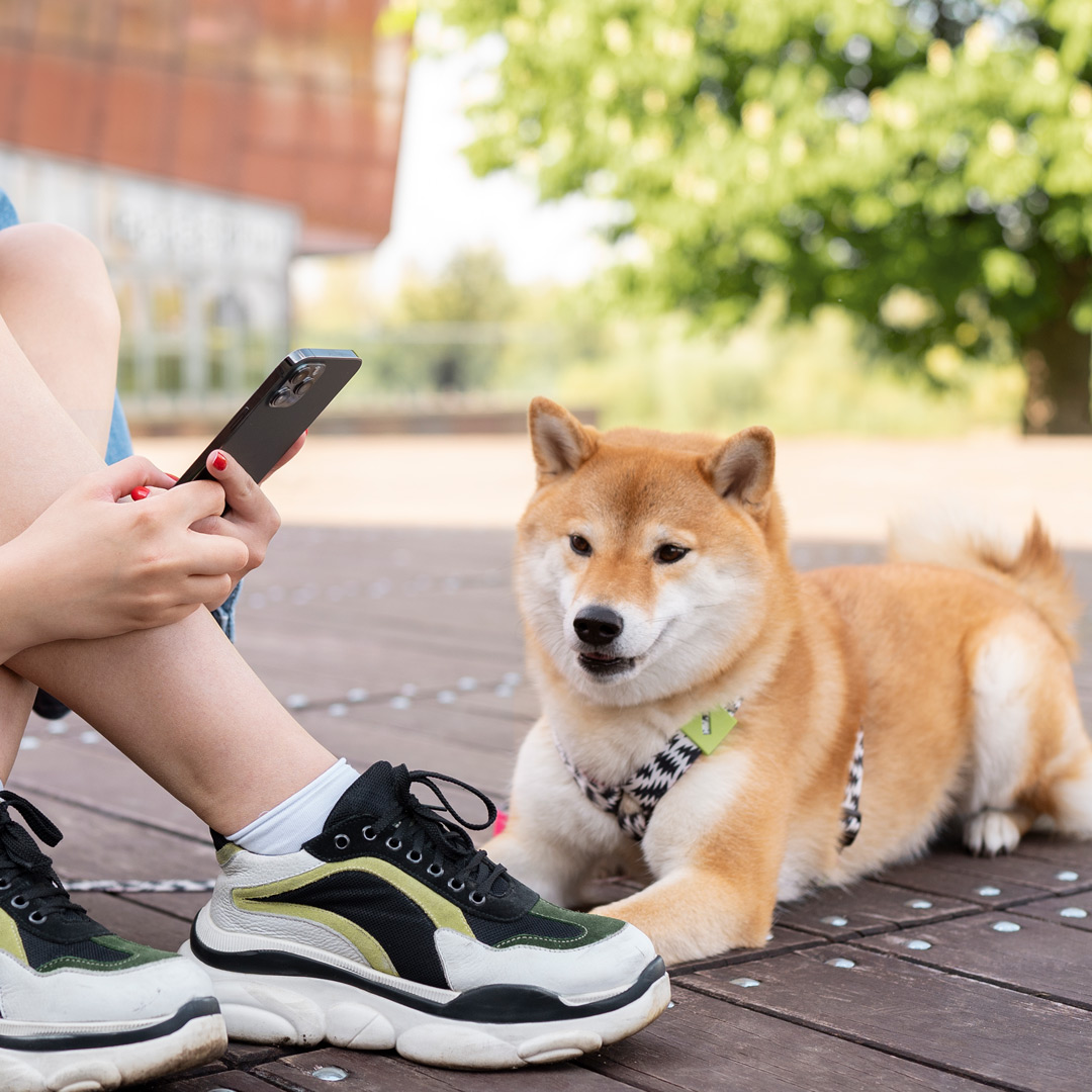 Pet Microchip in Lakeland FL