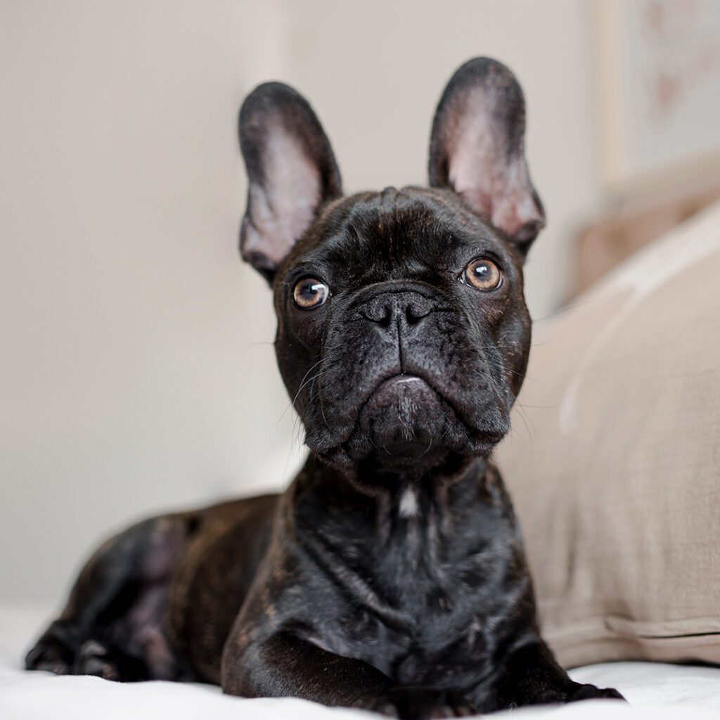 Close Up Pretty Little French Bulldog