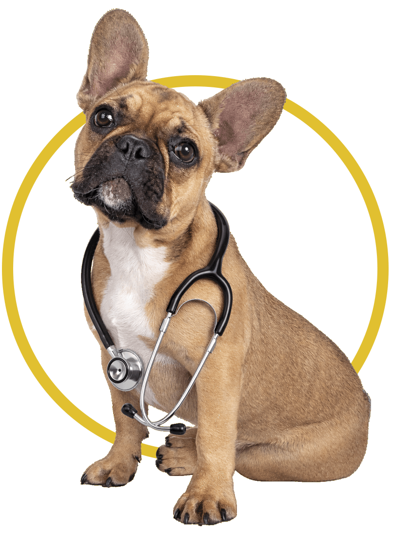fawn colored french bulldog with stethoscope inside yellow circle