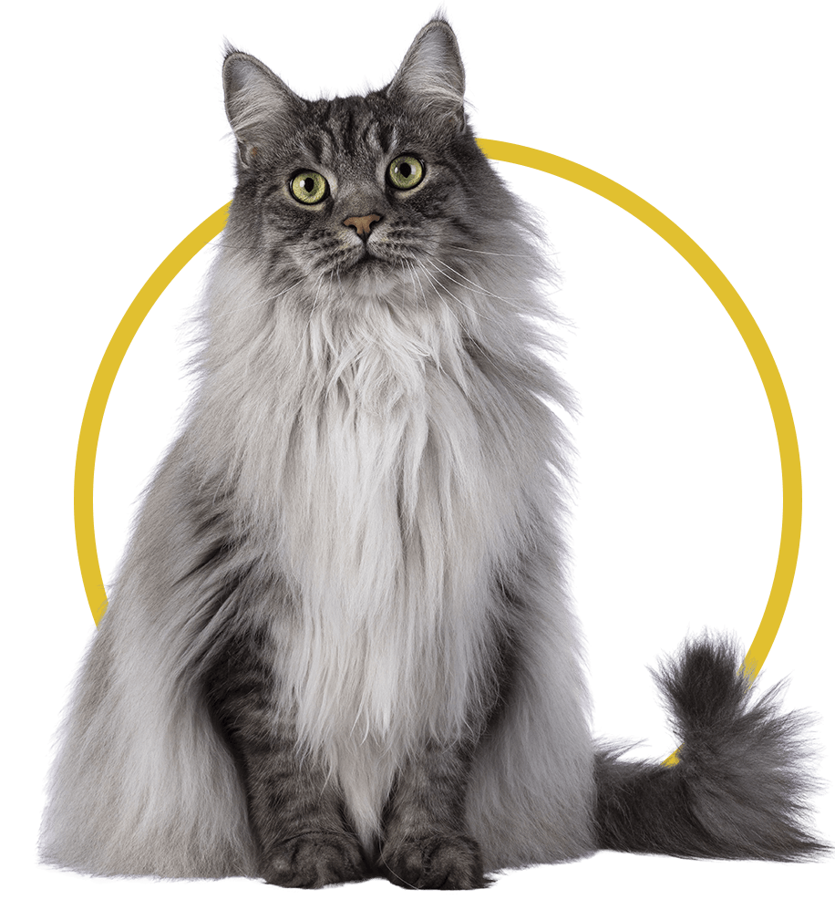 fuzzy gray cat sitting with yellow circle behind