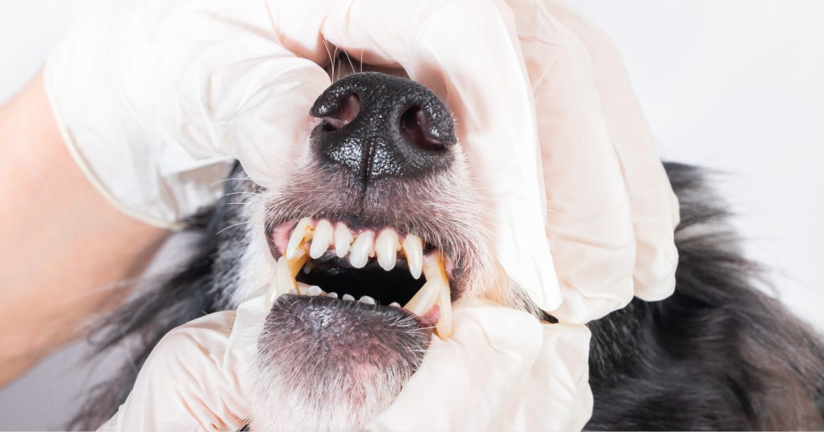 close up of dog's teeth as vet examines the dog's mouth at clinic
