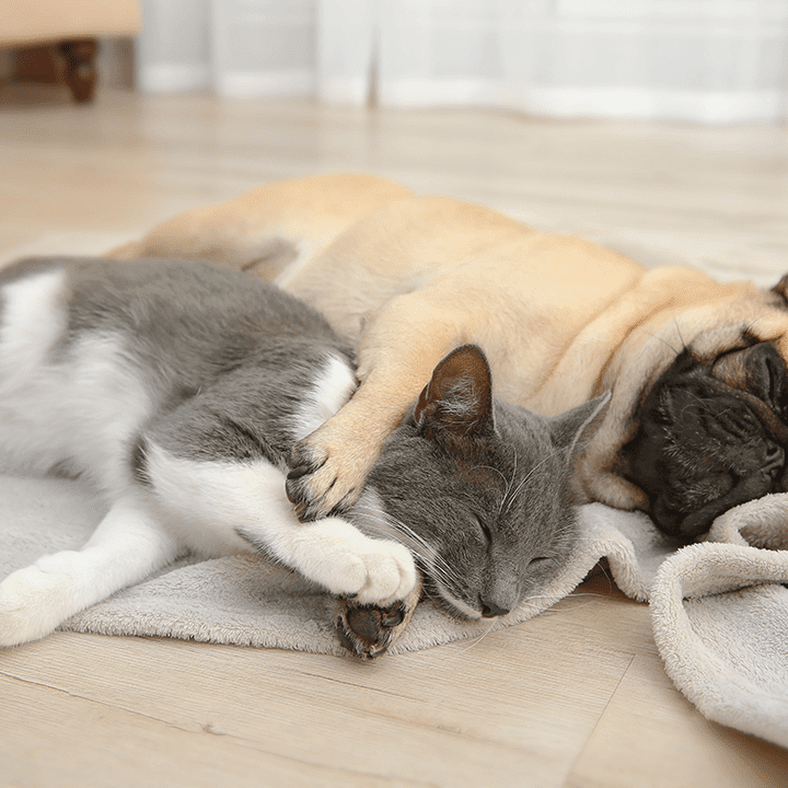 Cat And Dog Laying Down