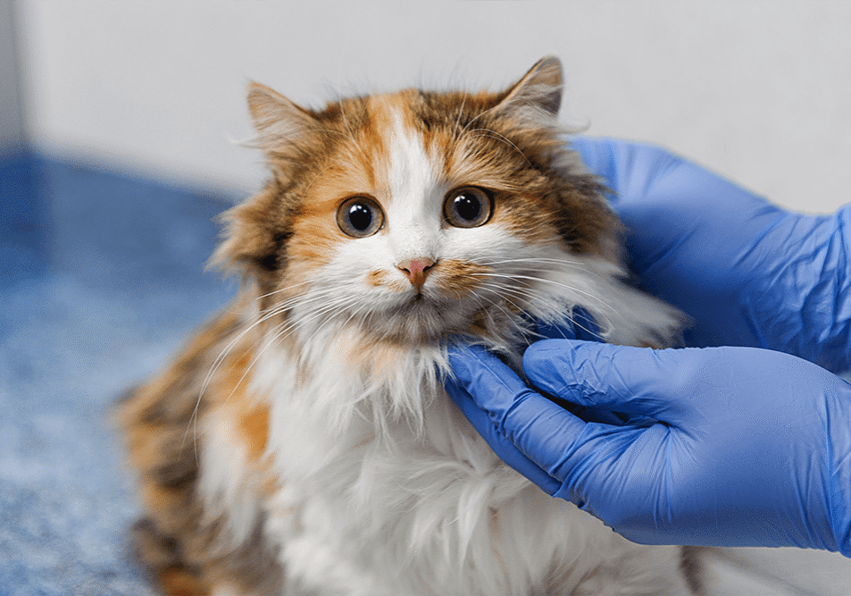 brown and white cat getting exam