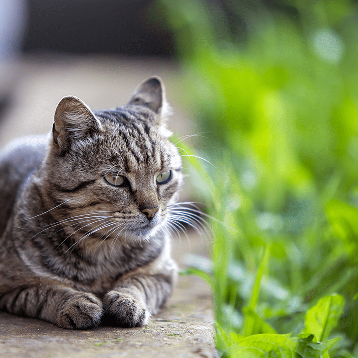 Cat laying down outdoors With Grass