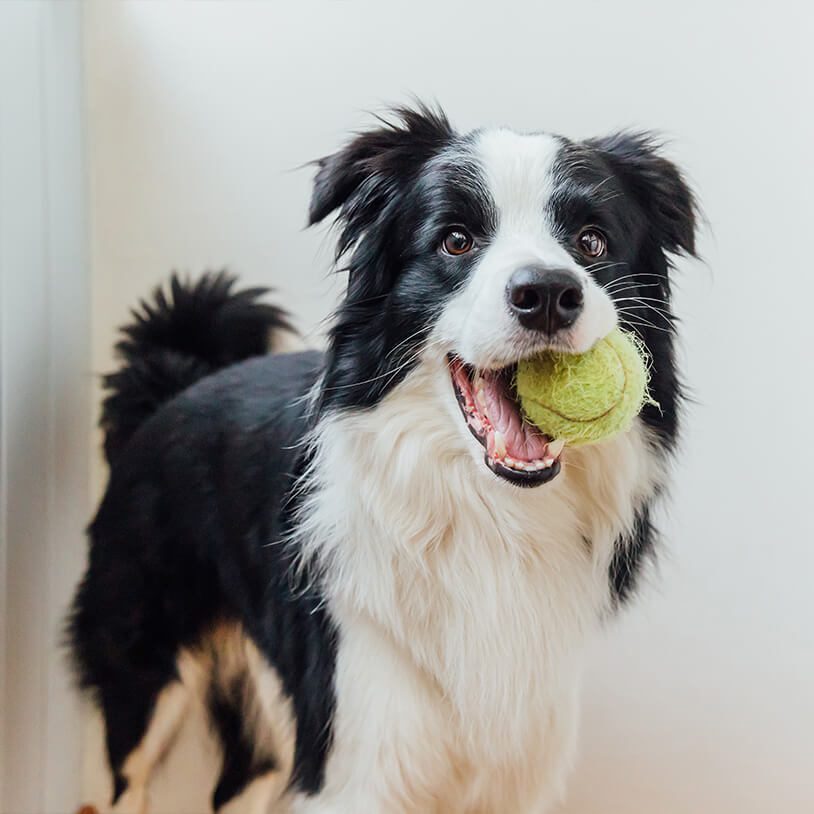Collie With Ball