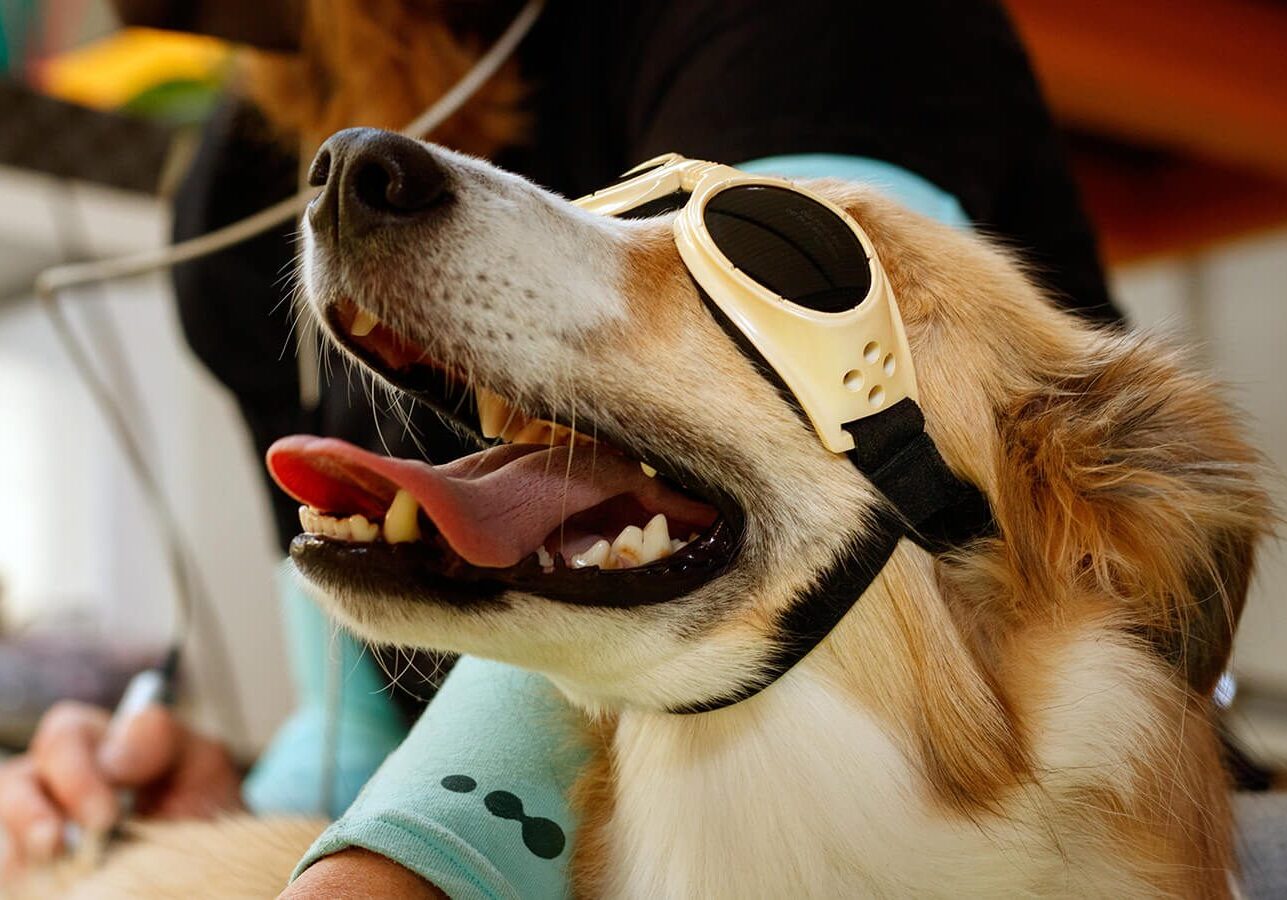dog in goggles getting laser therapy treatment