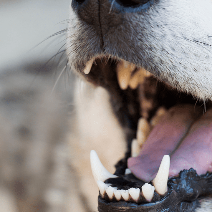 Dog Teeth