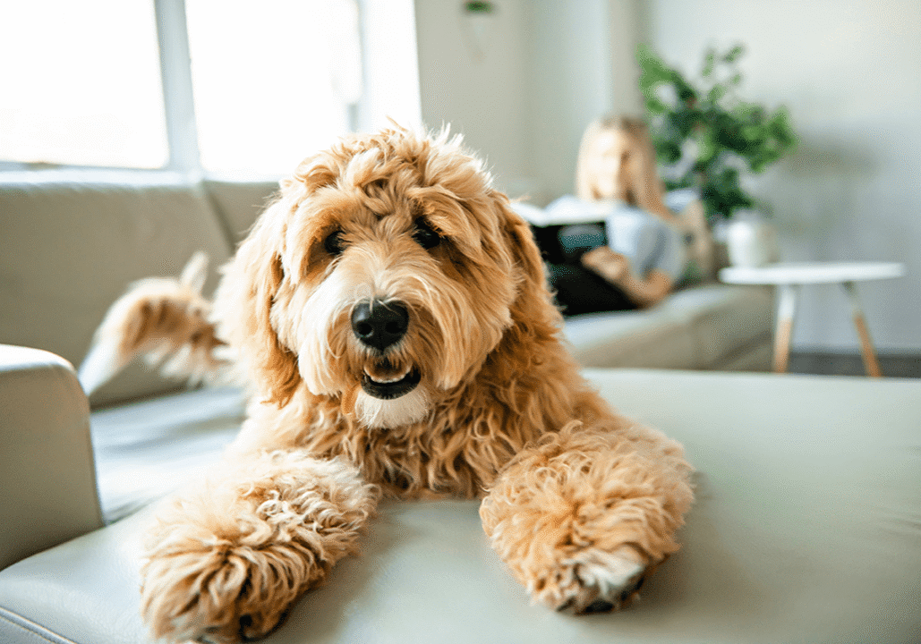 Doodle laying on Couch