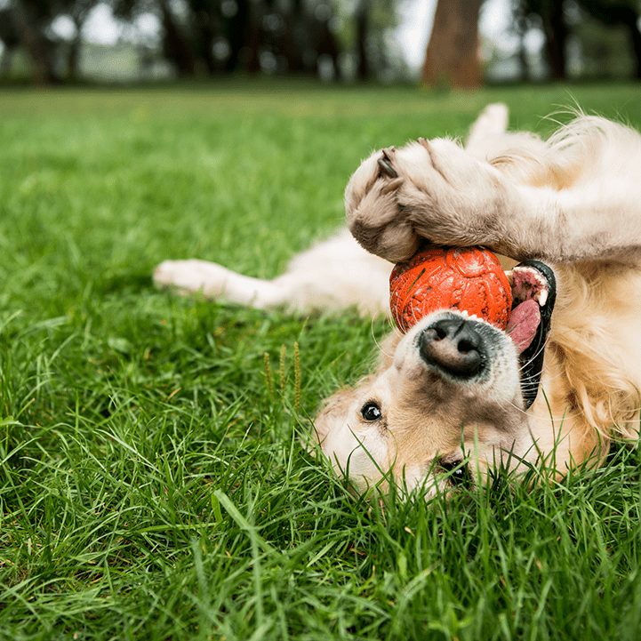 Golden Retriever playing with a ball