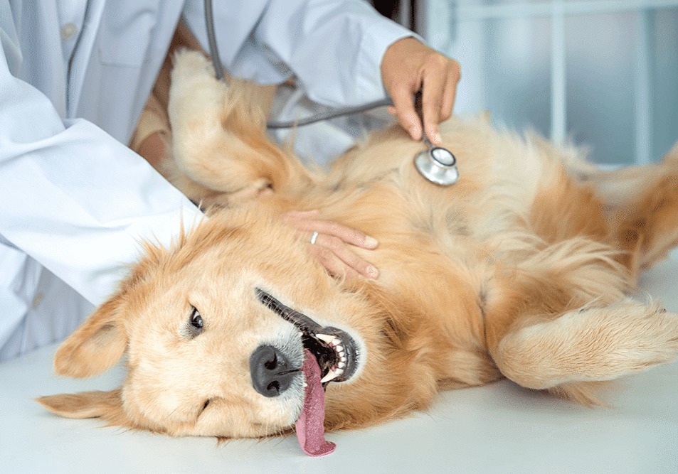 happy golden retriever dog getting exam