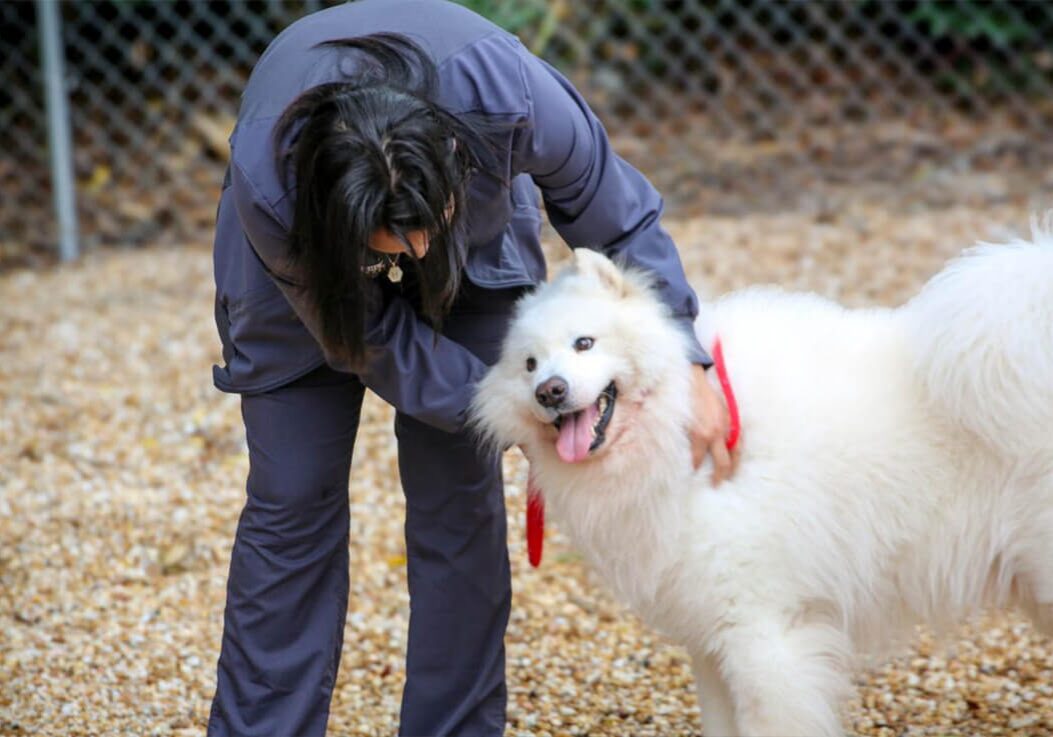 female staff member petting fluffy white dog