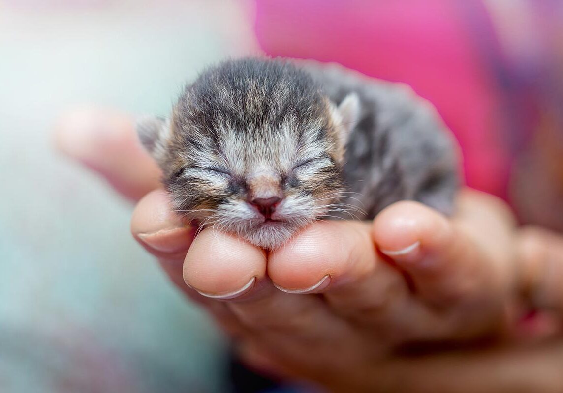 woman holding a newborn calico cat
