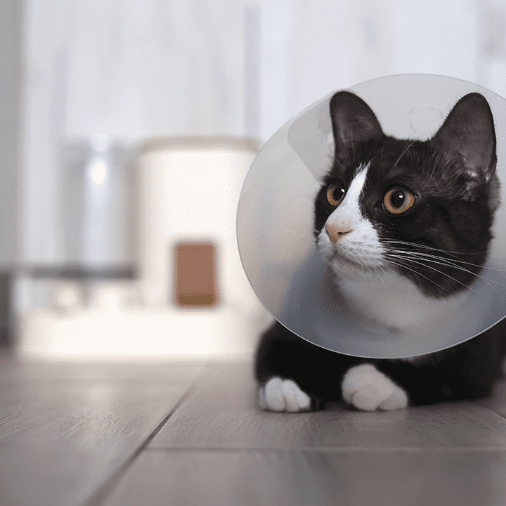 Kitty With Cone