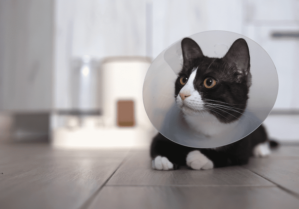 black and white Kitty With Cone on neck
