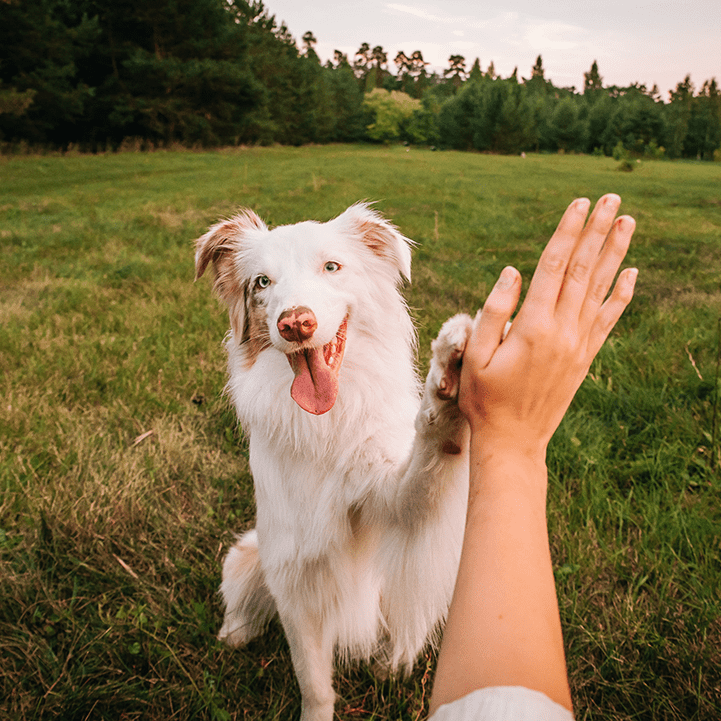 Shephard Giving High Five