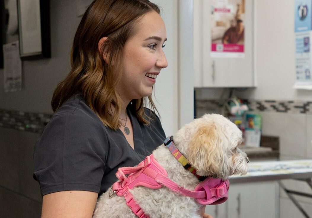 smily vet tech holding small white dog
