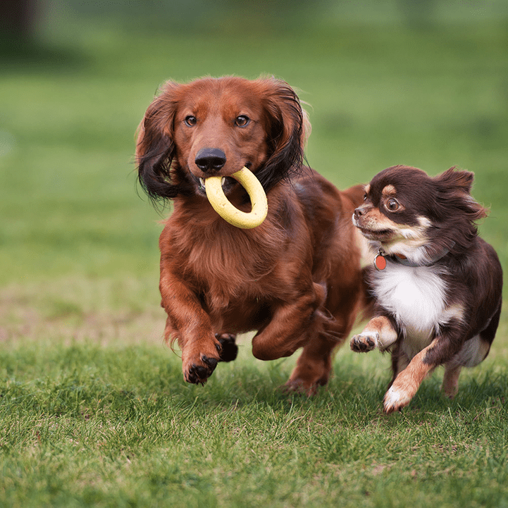 Two Dogs running and Playing with Ring