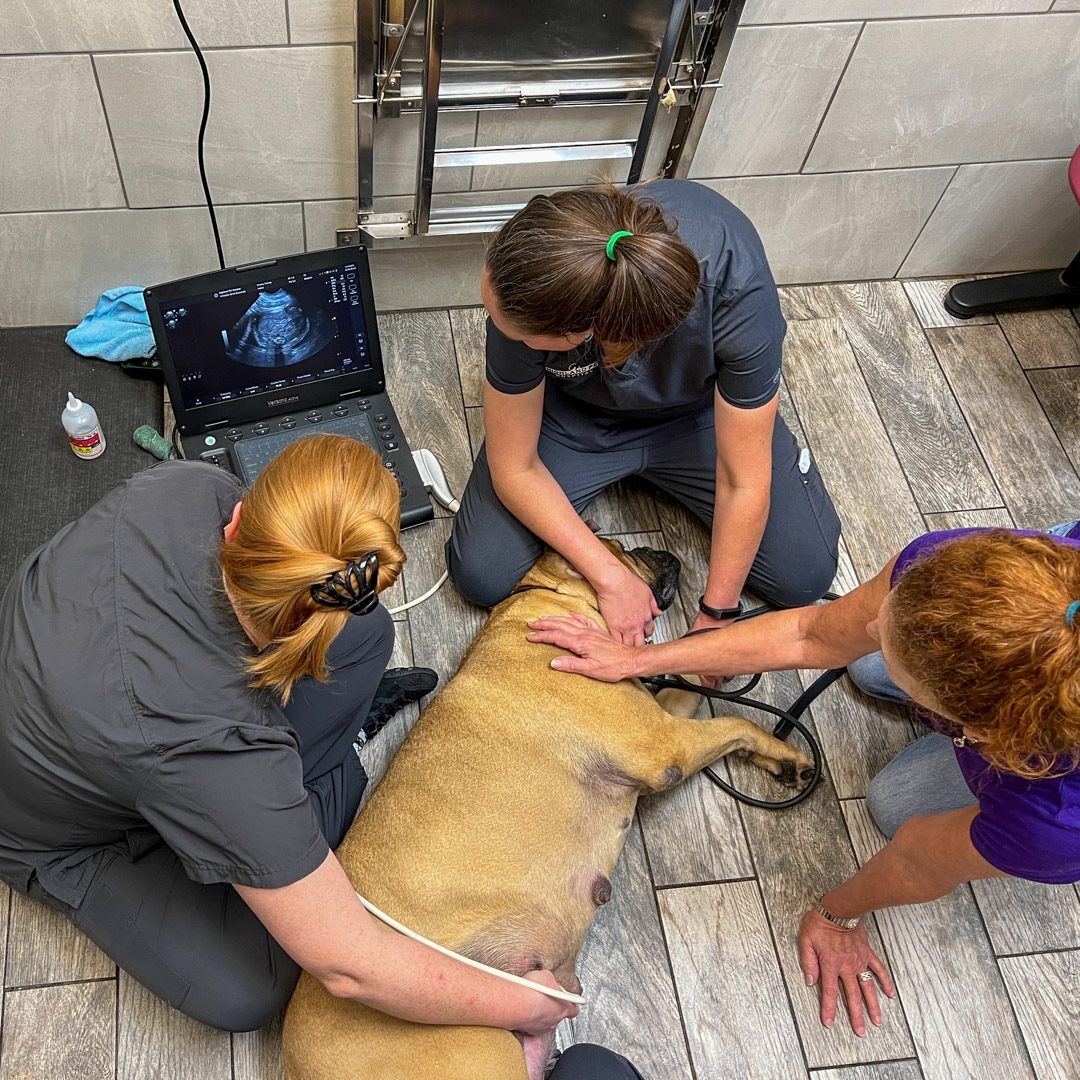 veterinary team sitting on floor with dog doing ultrasoudn