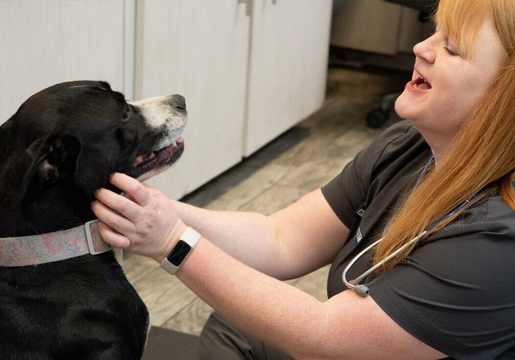 female vet kneeling down with black dog